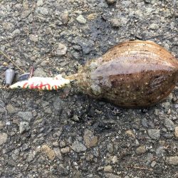 アナゴとコウイカ